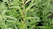 Aloysia polystachya verveine menthe